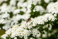  Insektennährgehölz-Hecke