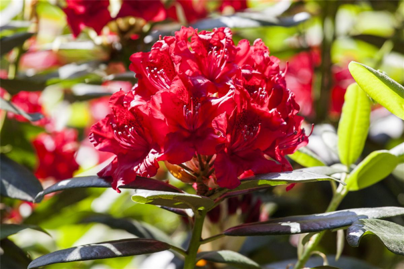  Rhododendron-Hybride „Vulcan“