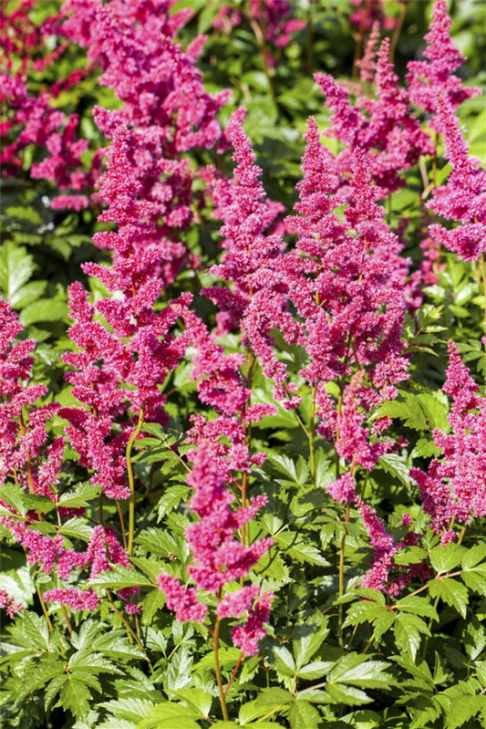  Garten-Prachtspiere „Mainz“