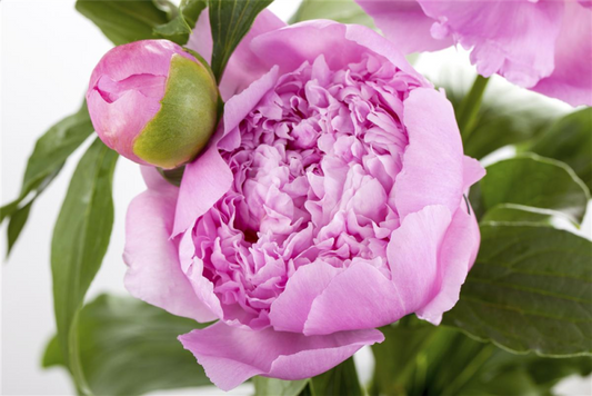  Garten-Pfingstrose „Monsieur Jules Elie“