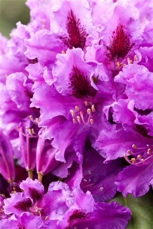  Rhododendron „Azurro“
