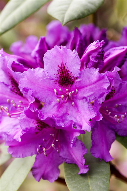  Rhododendron „Azurro“