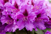  Rhododendron „Azurro“