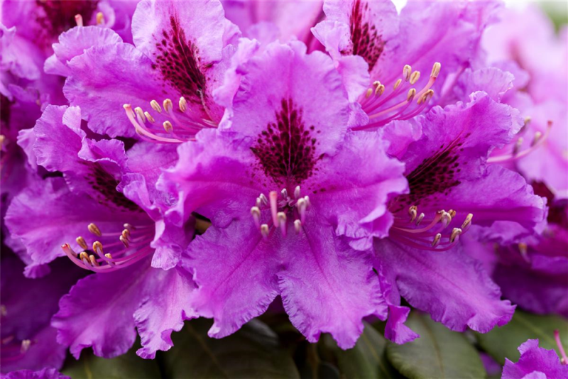  Rhododendron „Azurro“