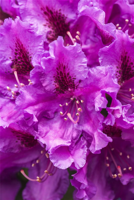  Rhododendron „Azurro“