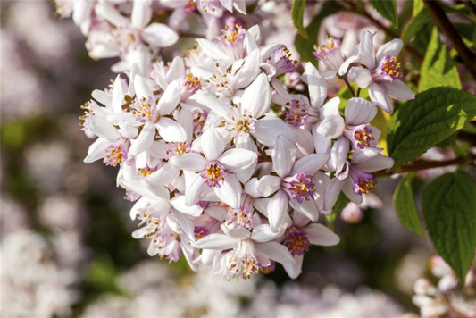  Deutzie „Yuki Cherry Blossom®“