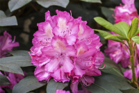 Rhododendron-Hybride „Junifeuer“