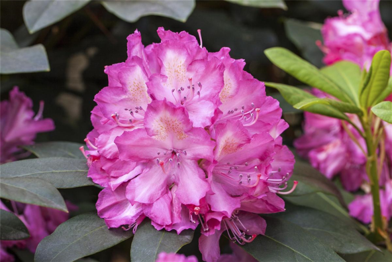  Rhododendron-Hybride „Junifeuer“