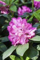  Rhododendron-Hybride „Junifeuer“