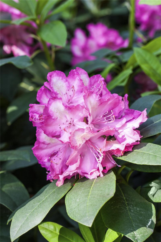  Rhododendron-Hybride „Junifeuer“