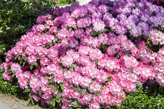  Rhododendron „English Roseum“