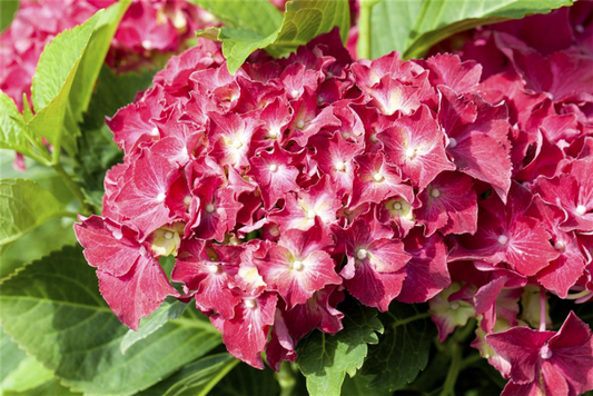  Bauernhortensie, Rot