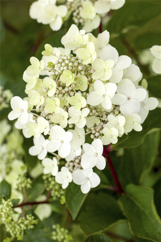  Rispenhortensie „Vanille Fraise®“