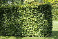  Hainbuchen-Hecke