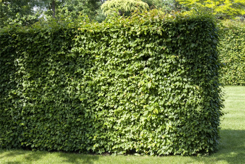  Hainbuchen-Hecke