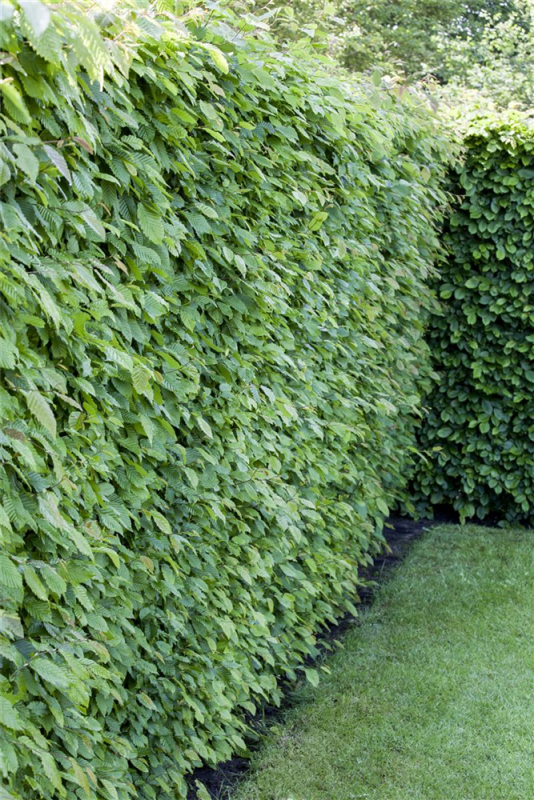  Hainbuchen-Hecke
