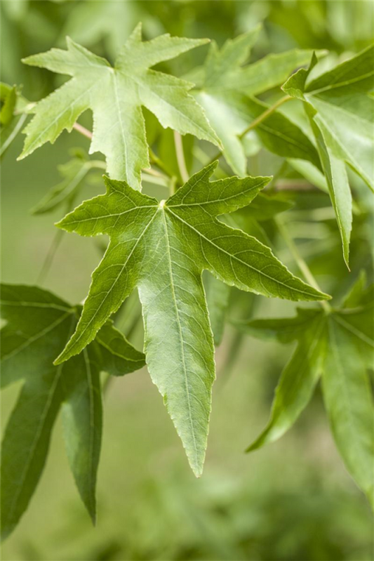  Amerikanischer Amberbaum