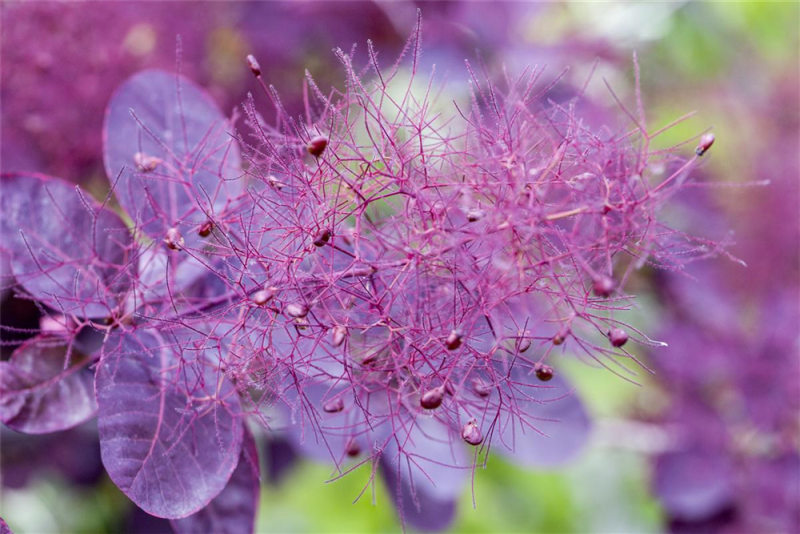  Roter Perückenstrauch „Royal Purple“