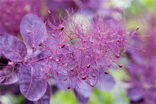  Roter Perückenstrauch „Royal Purple“