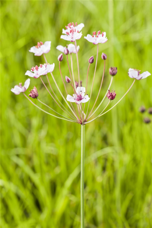  Schwanenblume