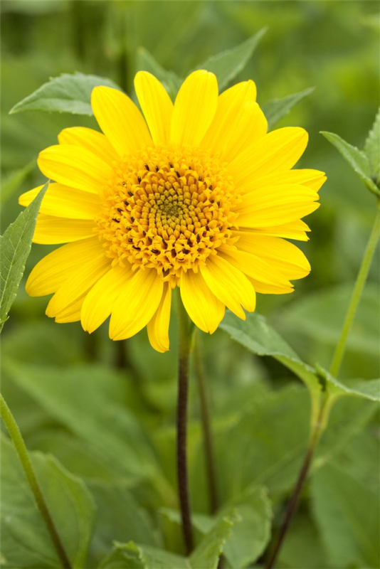  Garten-Stauden-Sonnenblume „Meteor“