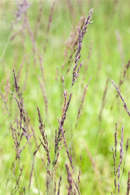  Garten-Pfeifengras