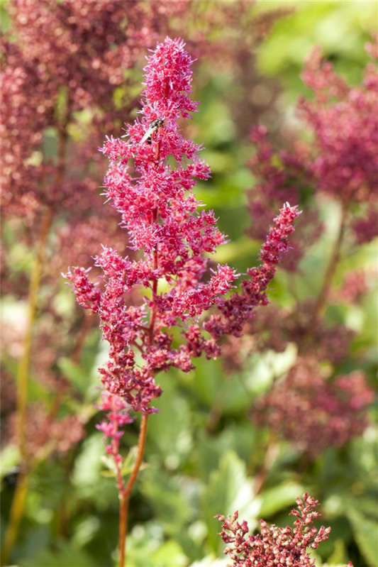  Garten-Prachtspiere „Bremen“