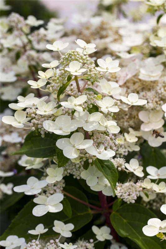  Rispenhortensie „Confetti“