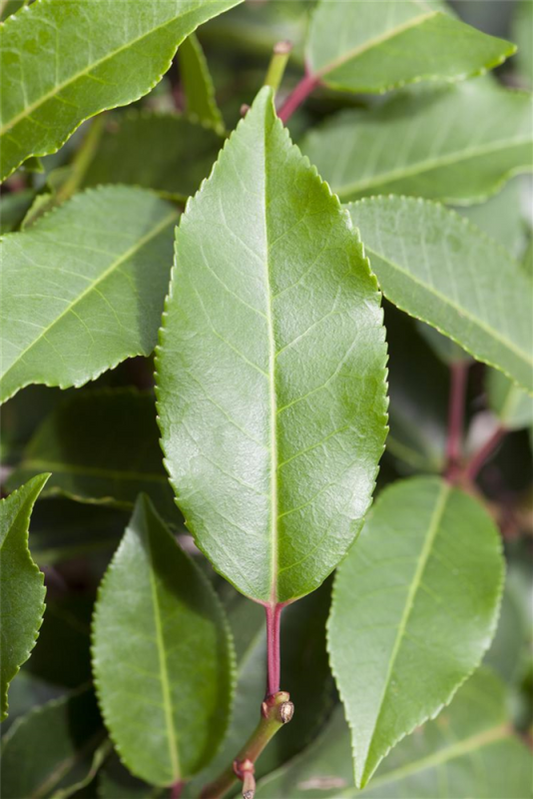  Portugisische Lorbeerkirsche „Angustifolia“ - Hecke