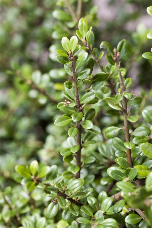  Berg-Ilex „Fructu Luteo“