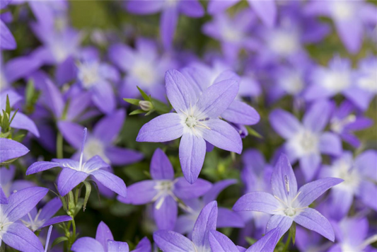  Sternförmige Glockenblume „Erinus Major“