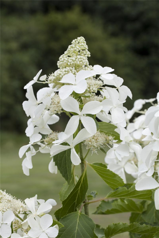  Rispenhortensie „Skyfall“