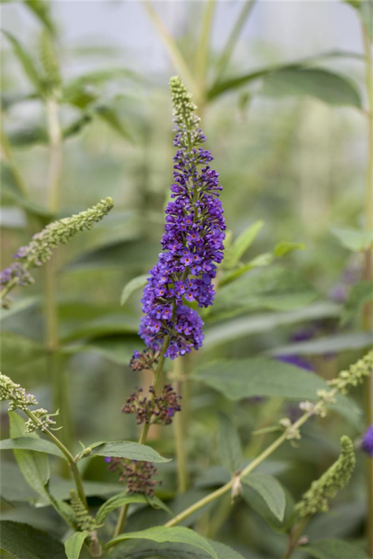  Sommerflieder „Empire Blue“