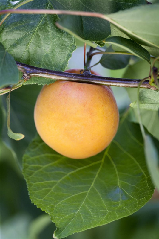  Mirabelle „Bellamira®“