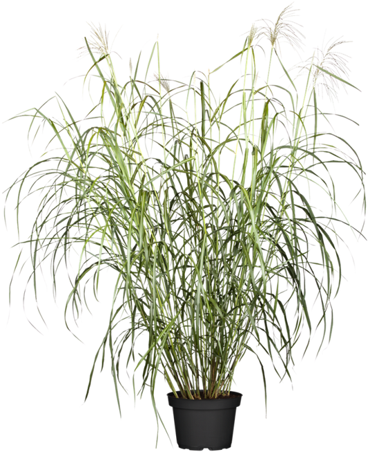  Garten-Chinaschilf „Silberfeder“