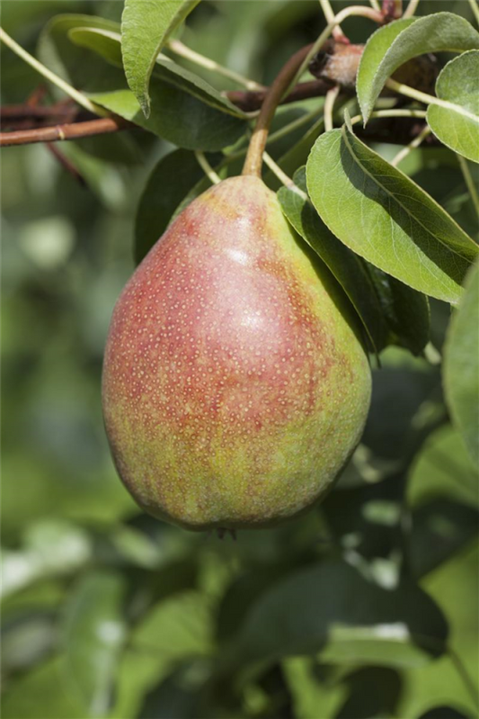  Birne „Clapps Liebling“