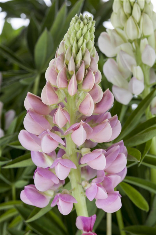  Garten-Lupine „Nanus Gallery Pink“