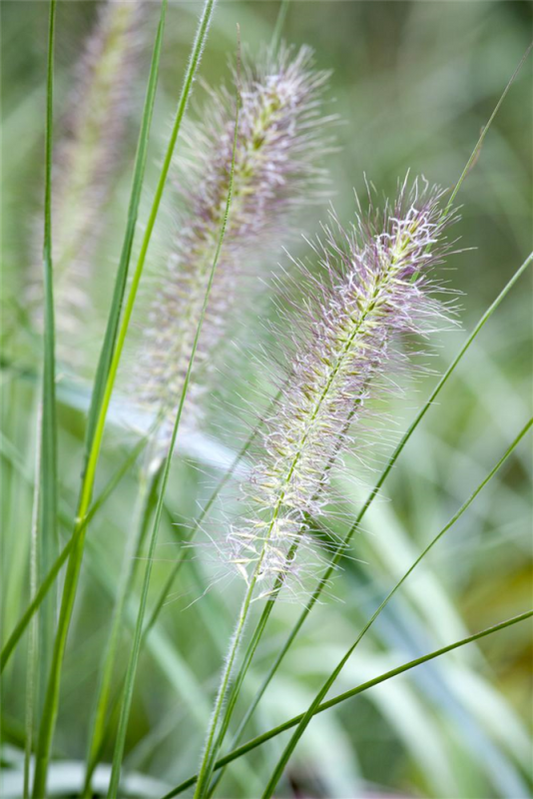  Garten-Federborstengras „Cassian“