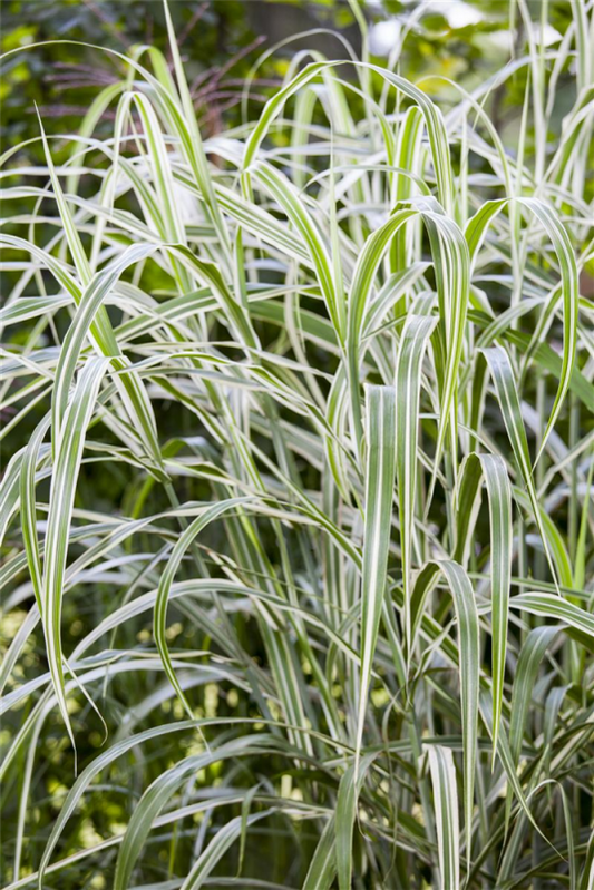  Garten-Chinaschilf „Cosmopolitan“
