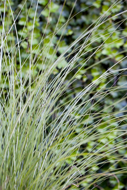  Garten-Chinaschilf „Gracillimus“