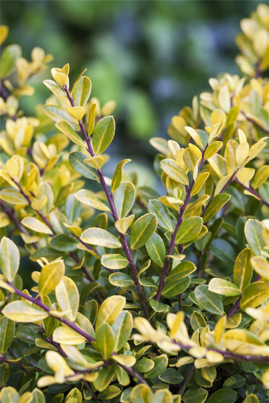 Berg-Ilex „Gold Tip“