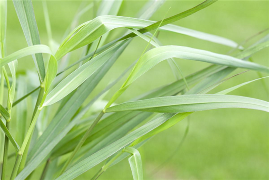  Garten-Ruten-Hirse „Hänse Herms“