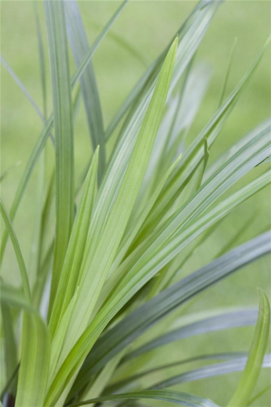 Teppich-Japan-Segge „Irish Green“