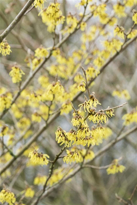  Schwefelgelbe Zaubernuss „Arnold Promise“