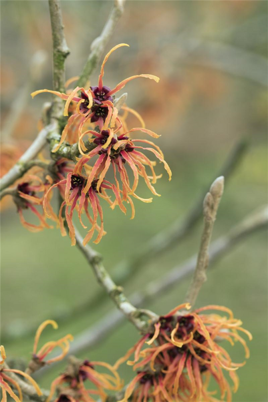  Zaubernuss „Orange Beauty“
