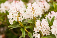  Rhododendron „Bloombux®“ - Hecke