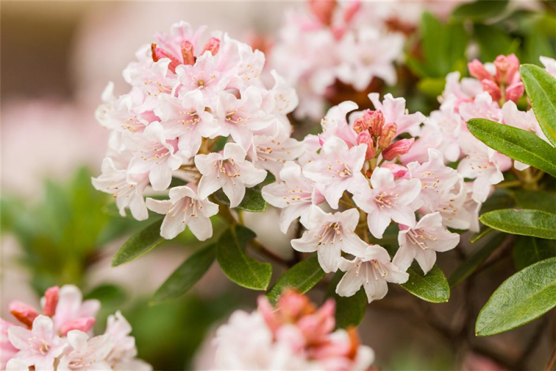 Rhododendron „Bloombux®“ - Hecke