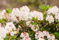  Rhododendron „Bloombux®“ - Hecke
