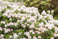  Rhododendron „Bloombux®“ - Hecke