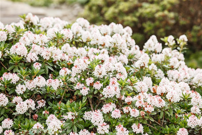  Rhododendron „Bloombux®“ - Hecke